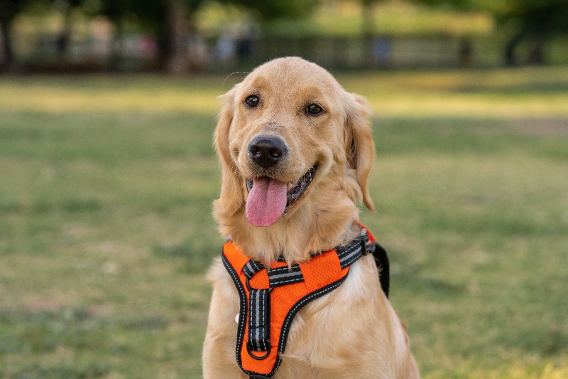 Step-in Dog Harness